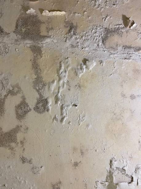 Best Black Mold Remediation in Del Monte Forest, CA